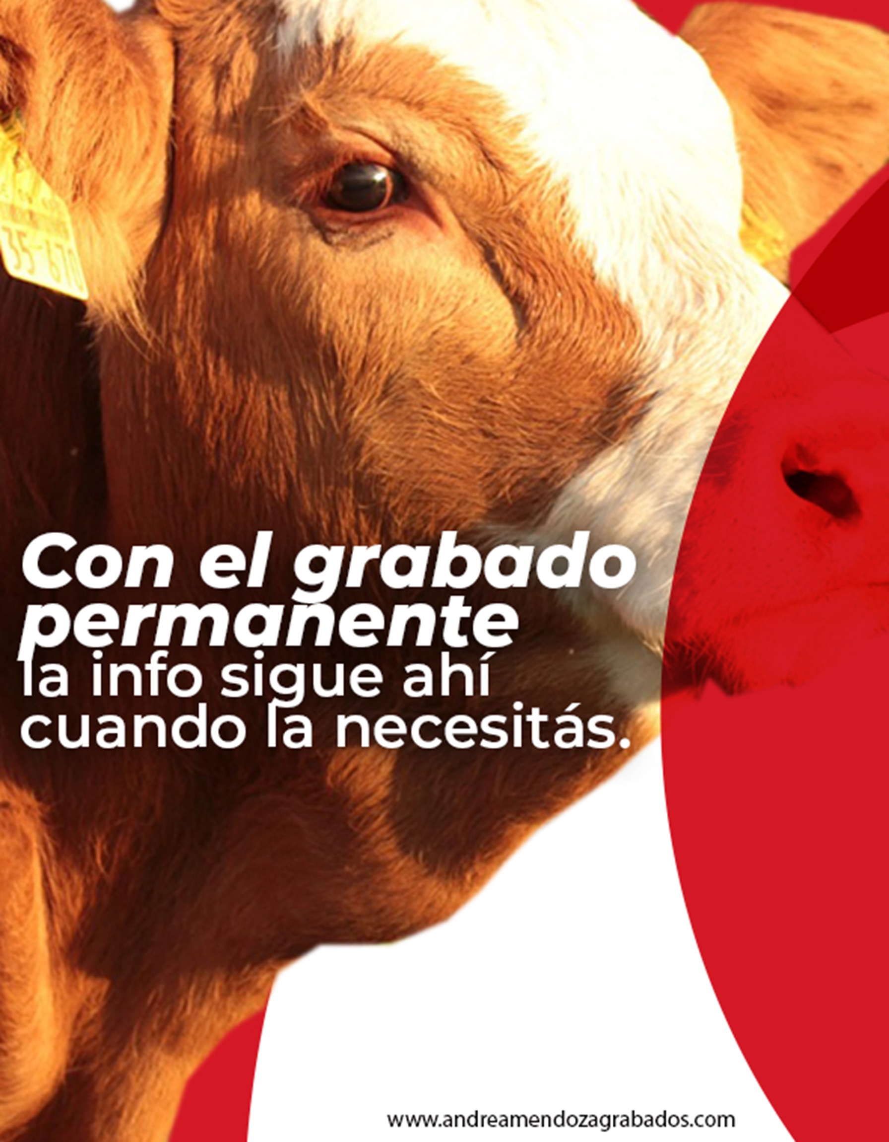 AM Grabados_Caravanas ganado